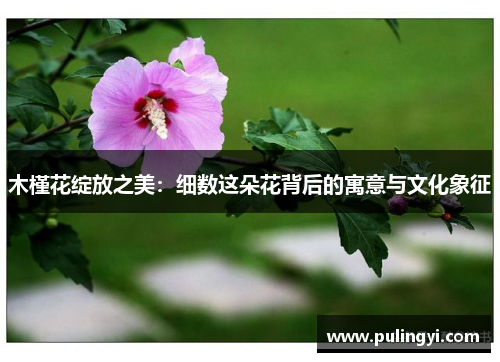 木槿花绽放之美:细数这朵花背后的寓意与文化象征 木槿花绽放之美:细数这朵花背后的寓意与文化象征