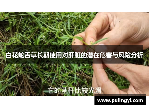 白花蛇舌草长期使用对肝脏的潜在危害与风险分析