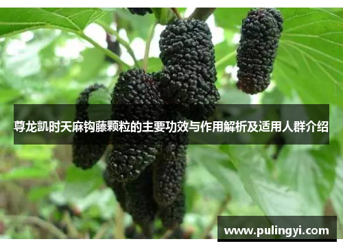 尊龙凯时天麻钩藤颗粒的主要功效与作用解析及适用人群介绍 尊龙凯时天麻钩藤颗粒的主要功效与作用解析及适用人群介绍