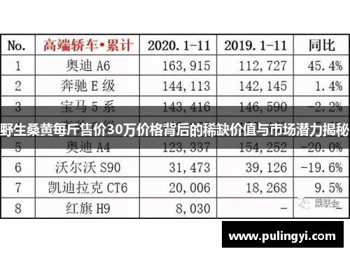 野生桑黄每斤售价30万价格背后的稀缺价值与市场潜力揭秘